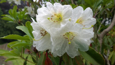 WP_20160527_016 Rhododendron decorum Bu284.jpg