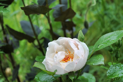 Rose Jacqueline du Pré.JPG