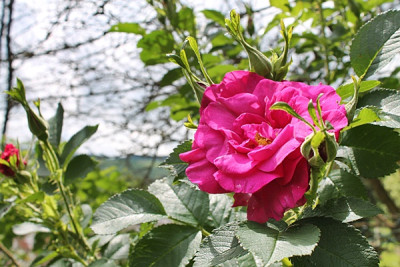 Rose Wild Edric1.JPG