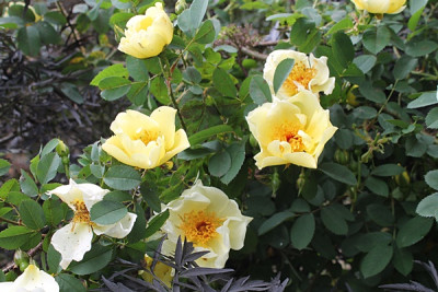 Rose Aicha.JPG