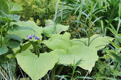 Hosta Jimmy Crack Corn.JPG