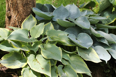 Hosta 'Déjà Blu' und ' Hadspen Blue '.JPG