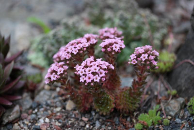 Sedum pilosum 29.05.16.JPG