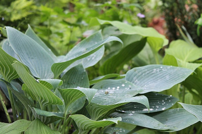 Hosta Schneekoppe1.JPG