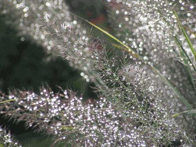 diamant-0019.jpg