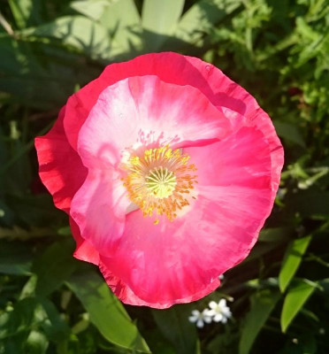 _20160530_080050.JPG
