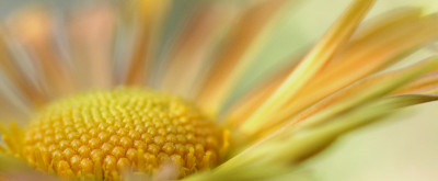 Versuch-mit-Chrystantemum-1.jpg