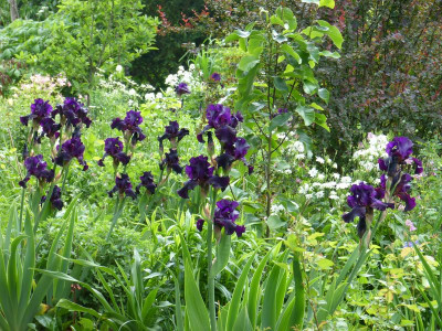 2016-05-30 Iris 'Superstition'.jpg