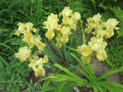 Iris barb. inter.jpg