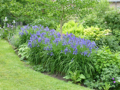 2016-05-30 Iris sibirica.jpg