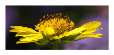 Helianthus_2_24-09-2006.jpg
