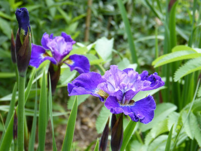 2016-05-30 Iris sibirica 2.jpg