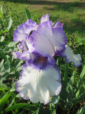Iris barb. elat.jpg