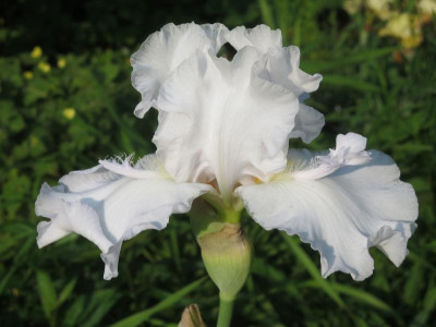 Iris barb.elat.jpg