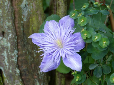 2016-05-30 Clematis 'Crystal Fountain'.jpg