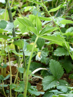 2016-05-30 Arisaema.jpg
