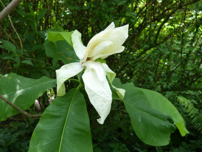 2016-05-30 Magnolia tripetala.jpg