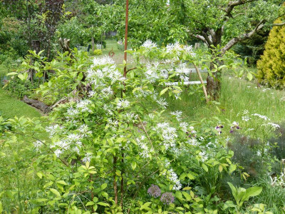 2016-05-30 Chionanthus retusus 1.jpg