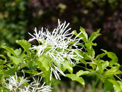2016-05-30 Chionanthus retusus 2.jpg