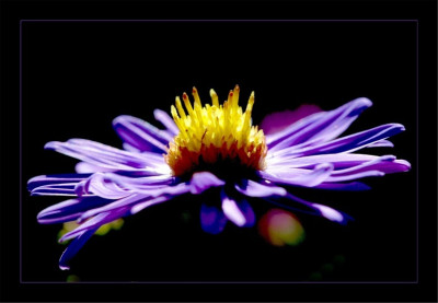 Aster_1_24-09-2006.jpg