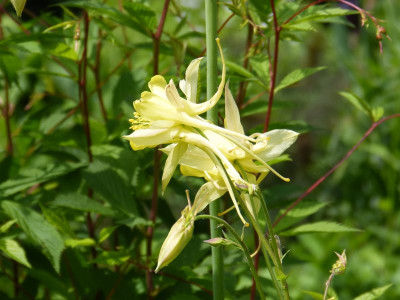 2016-05-30 Aquilegia.jpg