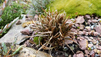 Carex berggrenii.jpg