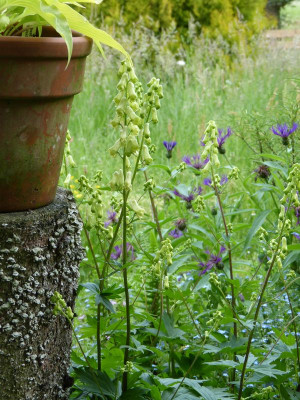 2016-05-30 Aconitum vulparia.jpg