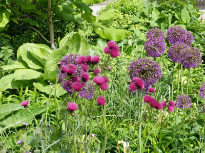 2016-05-30 Cirsium rivulare 'Atropurpureum'.jpg