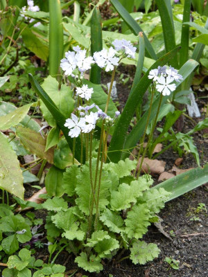 2016-05-30 Primula sieboldii 'Trade Winds'.jpg
