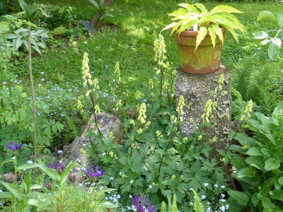 2016-05-30 Aconitum vulparia 2.jpg