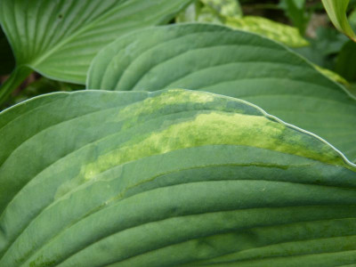 2016-05-30 Hosta 1.jpg