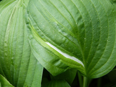 2016-05-30 Hosta 2.jpg