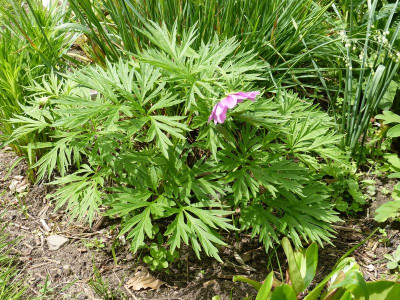 2016-05-30 Paeonia veitchii 1.jpg