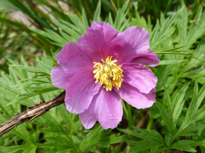 2016-05-30 Paeonia veitchii 2.jpg