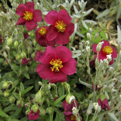 IMG_8984 Hartswoood Ruby.jpg