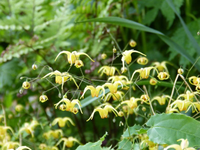 2016-05-30 Epimedium 'Amber Queen'.jpg