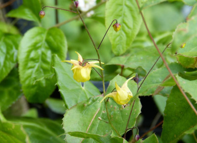 2016-05-30 Epimedium ecalcaratum 'Spurred Form'.jpg