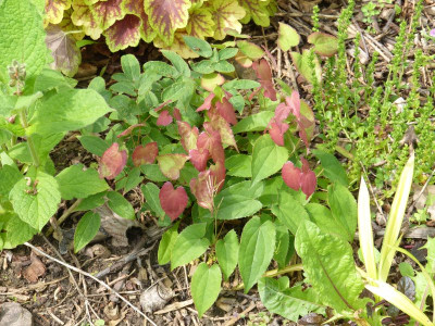 2016-05-30 Epimedium koreanum 'Typ Luckhardt'.jpg
