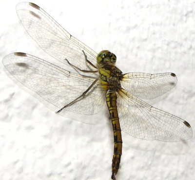 LIBELLE_SO_0309.jpg