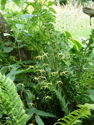 2016-05-30 Epimedium 'The Giant' 2.jpg