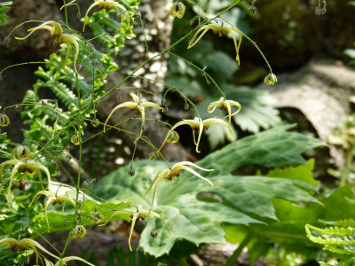 2016-05-30 Epimedium 'The Giant'.jpg