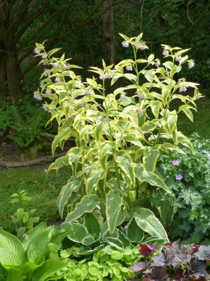 2016-05-30 Symphytum uplandicum 'Axminster Gold'.jpg