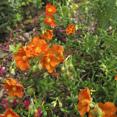IMG_8982 orange ben irgednwas.jpg