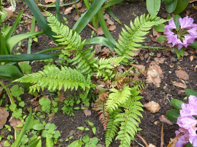 2016-05-30 Farne Polystichum braunii.jpg