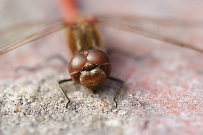 libelle_22.JPG