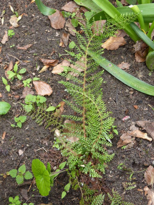 2016-05-30 Farne Polystichum set. 'Madame Patti'.jpg