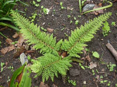 2016-05-30 Farne Polystichum set. 'Mevr. Reimann'.jpg