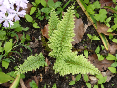 2016-05-30 Farne Polystichum set. 'Plumosum Densum' 1.jpg