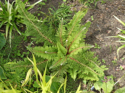 2016-05-30 Farne Polystichum set. 'Plumosum Densum' 2.jpg