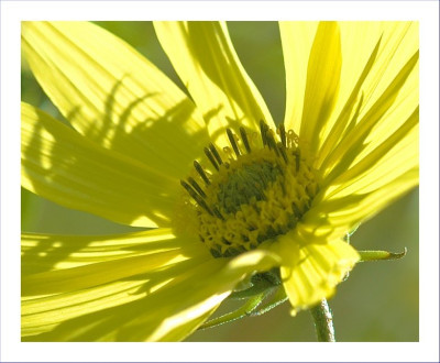 Helianthus_3_24-09-2006.jpg